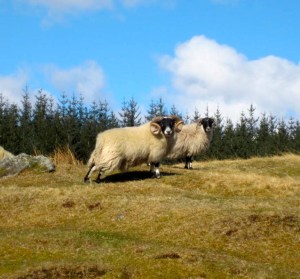 Handsome Scottish Blackface ram