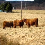 Highland cattle kisses