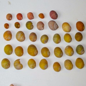 More Periwinkle shells, Kerrera