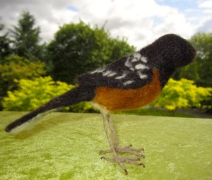 Bird, Towhee