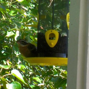 Black-headed Grosbeak