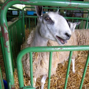 BSG 2013 Bluefaced Leicester