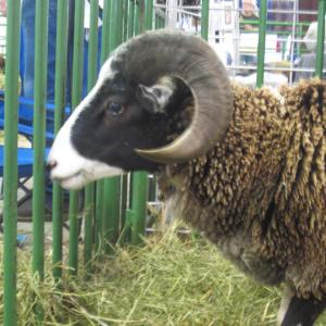 BSG 2013 such a handsome ram