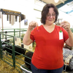 Sheep ate their ribbons