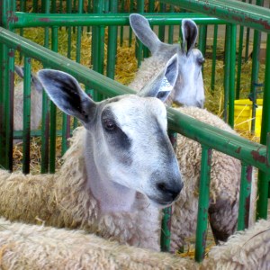 Tumble Creek Farm BFL