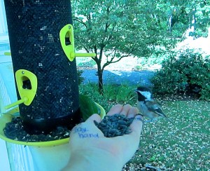 Chickadee in hand