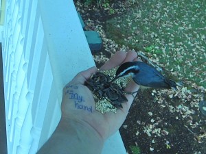 Nuthatch feeds in hand