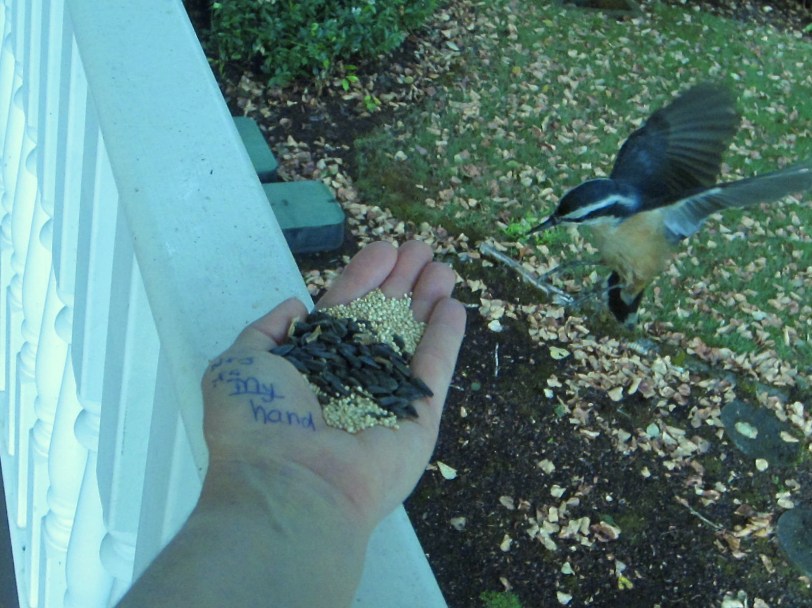 Nuthatch landing on hand